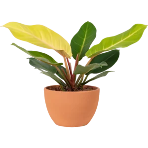 Aglonema Plant